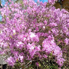 Early-blooming spring plants. Huge pink Rhododendron dauricum bushes in the garden. Floral wallpaper.