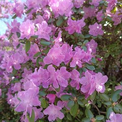 Early-blooming spring plants. Huge pink Rhododendron dauricum bushes in the garden. Floral wallpaper.