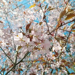 Pink blooming sakura or cherry trees in the sunny garden. Floral wallpaper.  first spring flowers.