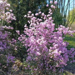Obraz premium Early-blooming spring plants. Huge pink Rhododendron dauricum bushes in the garden. Floral wallpaper.