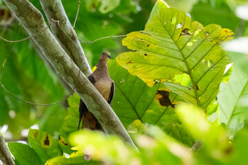 Sultan's cuckoo-dove (Macropygia doreya) observed in Waigeo in West Papua, Indonesia