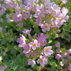 pink blooming Arabis alpina on a sunny spring day. Floral wallpaper. The first spring flowers. Alpine plants.