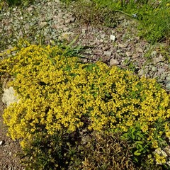 Yellow blooming Draba sibirica . An Alpine plant with dense numerous inflorescences. Floral wallpaper. The first spring flowers.