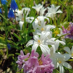 Fototapeta premium A flower bed with first spring flowers. White blooming Scilla luciliae and other bulbous plants in the garden on a sunny spring day. Nature wallpaper.