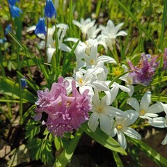 A flower bed with first spring flowers. White blooming Scilla luciliae and other bulbous plants in the garden on a sunny spring day. Nature wallpaper.