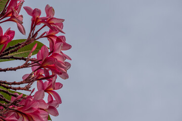The pink color of plumeria or frangipani, a pink frangipani flower isolated on white background...