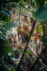 Peacock butterfly on a branch
