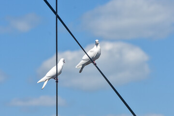 Two white doves are sitting on wires.