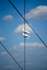 Two white doves are sitting on wires.