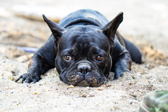 Dog lies in the sand