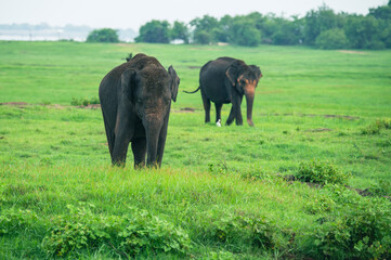 Fototapeta premium Asian Elephant Herd in Kaudulla National Park 