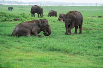 Asian Elephant Herd in Kaudulla National Park 