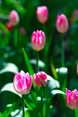 Pink tulips in the garden. Close-up. Selective focus.