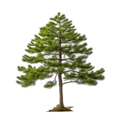 Lush green pine tree isolated on a transparent background, perfect for design elements and environmental themes.