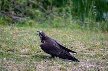 A bird of prey in a meadow