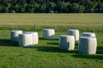 Bales of hay wrapped in foil lie on a green meadow