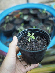 baby plants seeding in small pot for growing and set in plantation