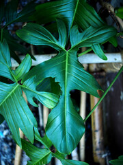 Philodendron Florida Beauty green leafe perfect leafe shap and great nature design 