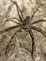 Araña de ocho patas sobre una piedra 
