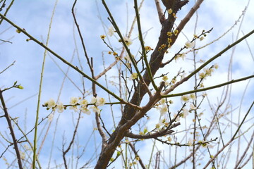 Beauty in the Garden of Oz Prunus matuurai Sasak