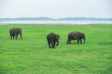 Asian Elephant Herd in Kaudulla National Park