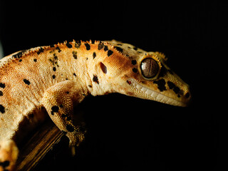 lizard gecko reptile animal in natural life