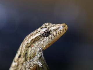 lizard gecko reptile animal in natural life