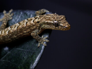 lizard gecko reptile animal in natural life