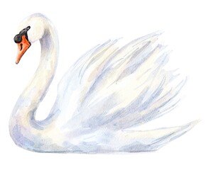 White Swan bird animal illustration 