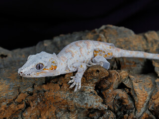 lizard gecko reptile animal in natural life