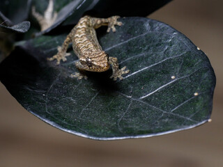 lizard gecko reptile animal in natural life