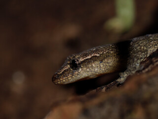 lizard gecko reptile animal in natural life
