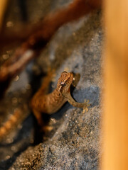 Fototapeta premium lizard gecko reptile animal in natural life