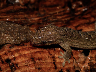 lizard gecko reptile animal in natural life