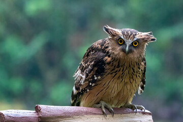 a Buffy fish owl was perched on a log