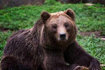 Obraz premium a Brown bear in the captivity