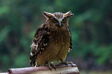 a Buffy fish owl was perched on a log