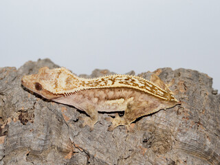 lizard gecko reptile animal in natural life