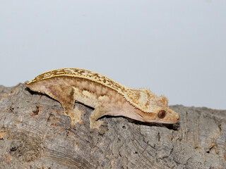 lizard gecko reptile animal in natural life