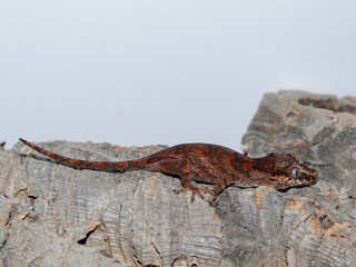 lizard gecko reptile animal in natural life