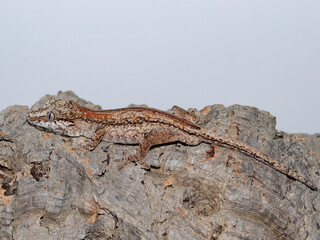 lizard gecko reptile animal in natural life