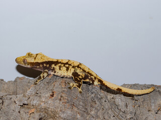 lizard gecko reptile animal in natural life
