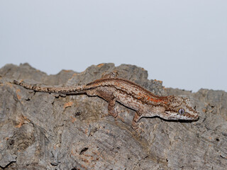 lizard gecko reptile animal in natural life