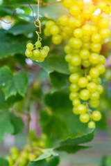 Close-up view of healthy young grapes hanging on the stems among their leaves in garden, Beautiful growing organic grape vine in garden. A bunch of green grapes. Unripe grape bunches. Selective focus.