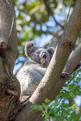 A sleepy koala relaxing in the treetops. Sydney, Australia. - 701332115