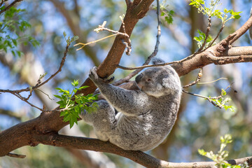 A sleepy koala relaxing in the treetops. Sydney, Australia. - 701332154