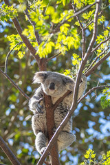 A sleepy koala relaxing in the treetops. Sydney, Australia. - 701332324