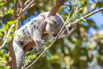 A sleepy koala relaxing in the treetops. Sydney, Australia. - 701332342