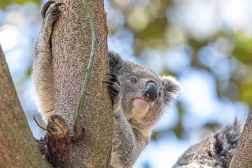 A sleepy koala relaxing in the treetops. Sydney, Australia. - 701332343
