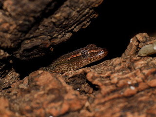 lizard gecko reptile in nature wildlife